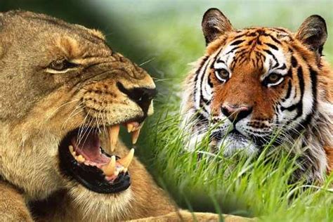 狮子和老虎谁厉害，老虎的实力要比狮子强 - 精选问答 - 懂了笔记