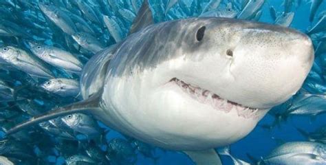 鲨鱼为什么不会生病？科学家把鲨鱼泡在致癌溶液中，结果安然无恙