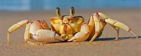 女人梦到螃蟹什么预兆 女人梦到螃蟹什么意思_知秀网