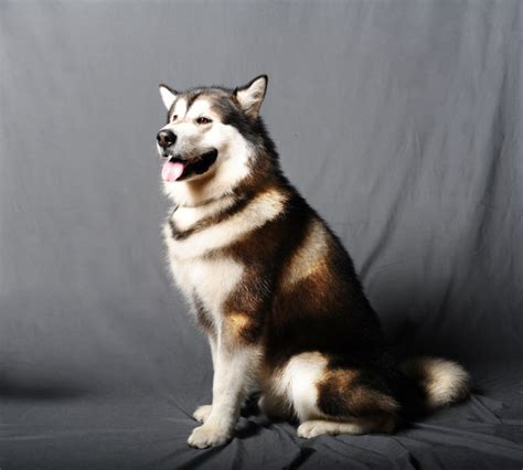 阿拉斯加犬性格特点 阿拉斯加犬智商相当于人的几岁 - 天奇生活