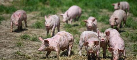 2021养猪的时候，需要留意四点，很重要！__财经头条