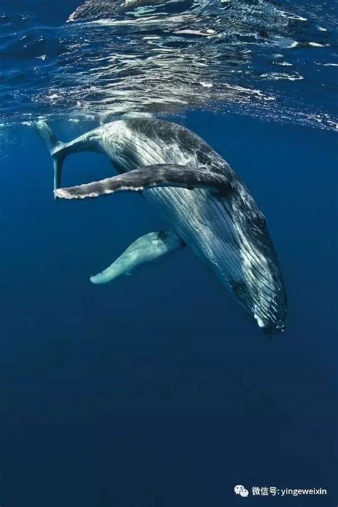 世界上“最孤独的鲸鱼” 歌唱20多年没有同伴回应 - 神秘的地球 科学|自然|地理|探索