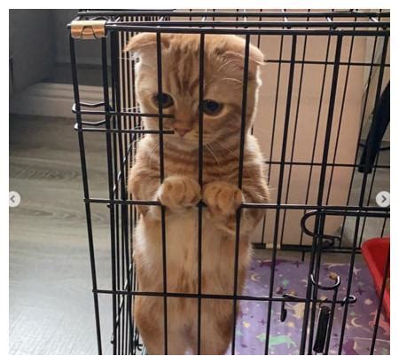 你们会把猫咪关在笼子里养吗？ - 知乎