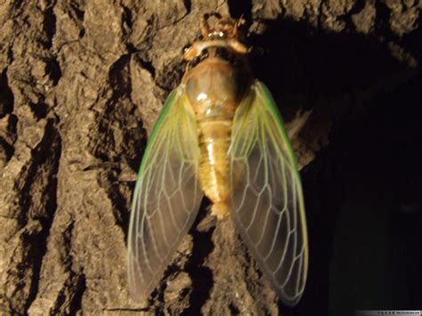《蝉》蝉的生长过程-最新《蝉》蝉的生长过程整理解答-全查网