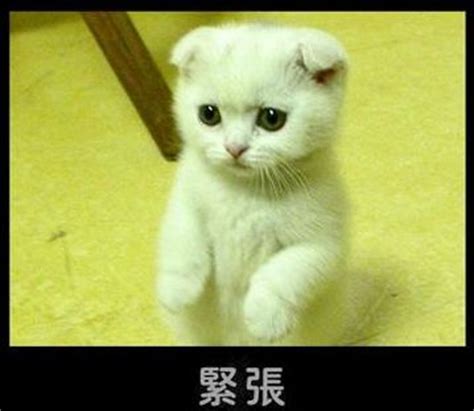 起司猫QQ表情包子(QQ聊天必备) 图片预览
