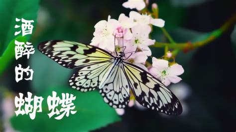 请欣赏32步广场舞《酒醉的蝴蝶》弹跳DJ版，最新版本，你跳了吗？_腾讯视频