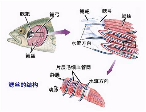 实验 鱼的解剖 - 范文118