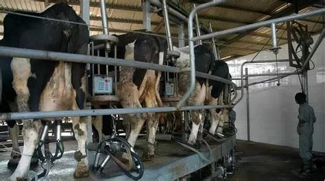 养牛场中的牛群高清图片下载-正版图片600364892-摄图网