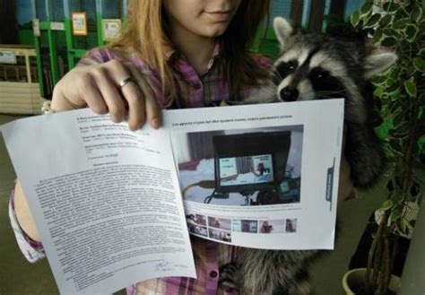 俄罗斯一动物园起诉工作室将租用的浣熊用于拍摄“色情视频”_绿政公署_澎湃新闻-The Paper