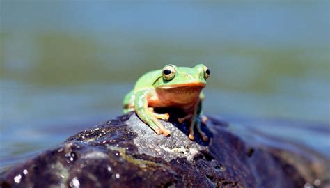 电子蛙眼是根据青蛙的什么发明的 - 长跑生活