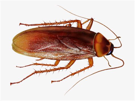 人类把蟑螂送到火星，500年后，变异成2米多高的蟑螂人