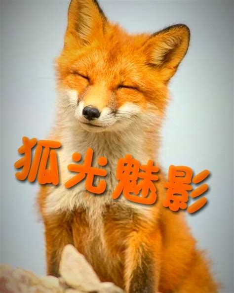 历史上真实的九尾狐是神兽？中国首位与狐相爱的人是夏朝国君！_凤凰网