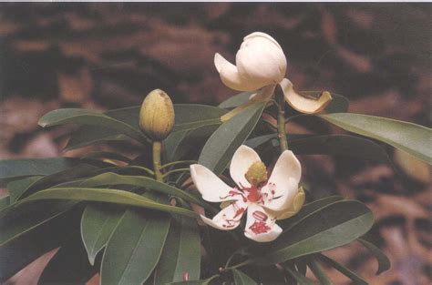 乳源木莲-中亚热带收集与引种树木-图片