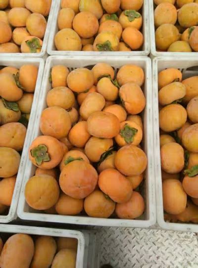 2017年山西临猗阳丰甜柿价格 - 有想法的农友都在这！