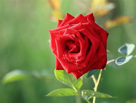 红玫瑰高清图片下载-正版图片501461545-摄图网