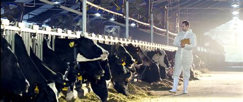 对标国际标准 创生态牧场新典范_光大乳业——每天就喝，奶牛梦工场！