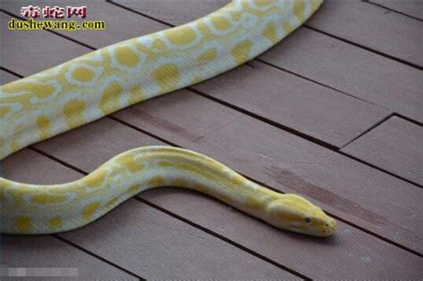 台湾省两爬类宠物博主饲养的宠物黄金蟒 - 蟒蛇科普