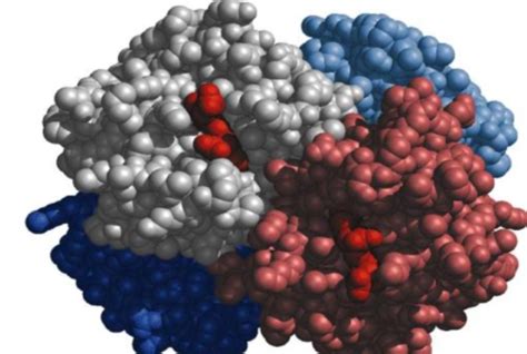 蛋白质-RNA分子动力学