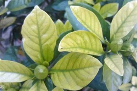 植物叶子发黄是什么原因(植物烧叶的5种应对方法) - 蓝妖花园
