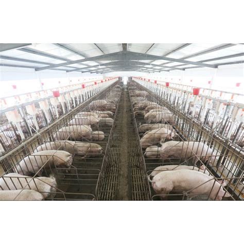 智慧养猪案例：福建智慧猪场项目XINNIUYUN 爱农云联- 致力于高效、安全的食品生产