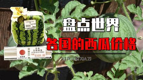 日韩西瓜1颗万元，而这里生产全球80%的西瓜，一斤该要多少钱？ - 知乎