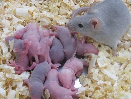 刚出生未睁眼的小鼠-镇江图研科技有限公司