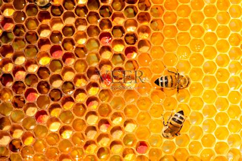 关于蜜蜂的知识有哪些？了解这些蜜蜂知识，养蜂时才能事半功倍！