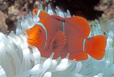 小丑鱼“尼莫”竟是雌雄同体？关于小丑鱼，你需要知道的那些事_海葵_条纹_白色