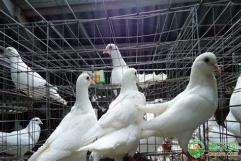 养鸽子的成本和利润 - 惠农网