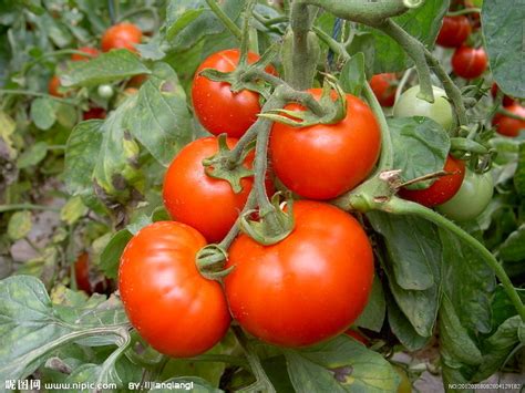 普罗旺斯番茄和普通番茄的区别(如何挑选普罗旺斯番茄) - 百科 - 布条百科