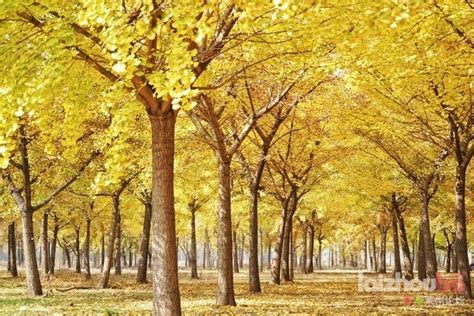莱州金秋旅游文化节开启色彩斑斓的赏秋之旅_胶东在线旅游频道