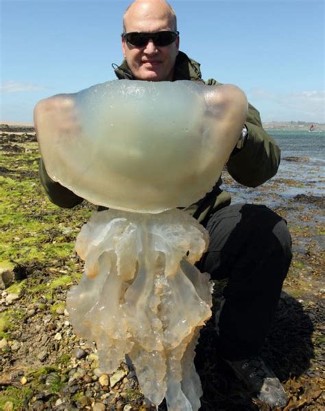 英国海岸遭巨大水母“入侵” 最大直径达1米(高清)【2】--旅游频道_权威全面报道旅游--人民网