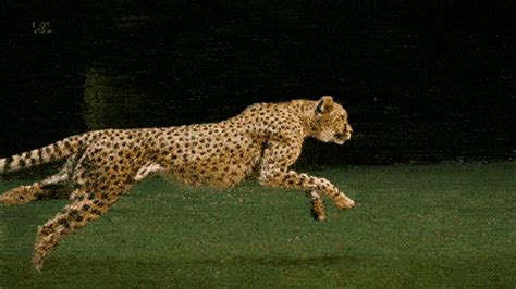 东非大草原上的猎豹：大自然精心设计的短跑机器 - 知乎