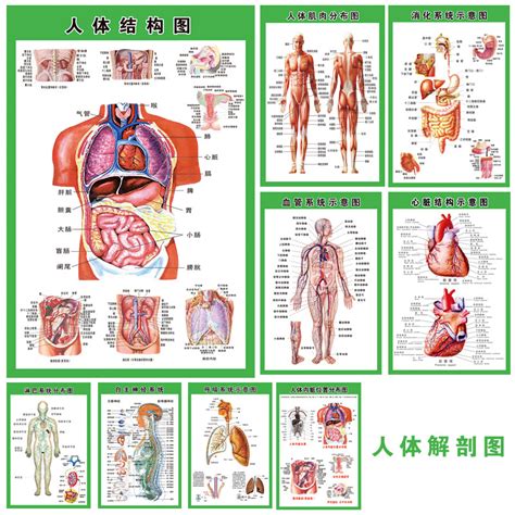 [人体内脏解剖系统示意图医学海报]-写真/海报印制好货推荐-轻舟网