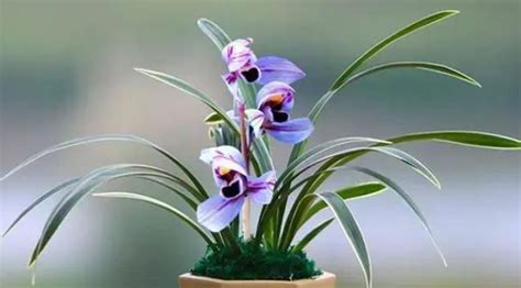 紫兰花的花语是什么 兰花有什么象征意义_百科知识_学堂_齐家网
