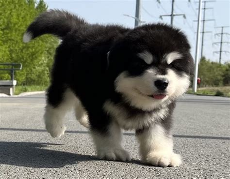 阿拉斯加犬 阿拉斯加雪橇犬 阿拉斯加狗 纯种阿拉斯加幼犬 支付宝 阿拉斯加 /编号10107103 - 宝贝它