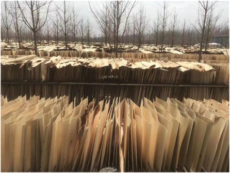 打造优势产业！安徽亳州涡阳县新兴镇大力发展板材加工-中国木业网