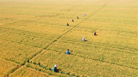 小麦收获进度过八成，陕西关中麦区进入集中收割期_北京日报网