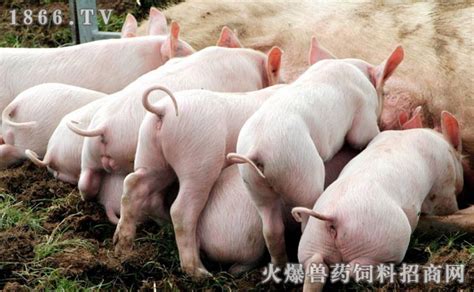 空怀母猪如何饲养，四大诀窍教你养猪！