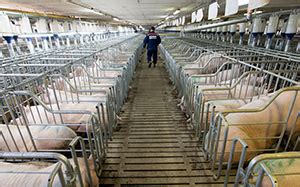 猪价回升，中小养殖场户如何提高猪群健康度？ - 大畜牧网