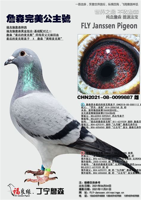 揭秘：信鸽羽色遗传密码(图)-中信网信鸽园地