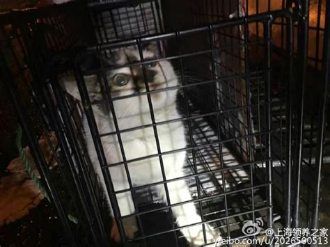 小猫被困上海高架桥墩十余天，志愿者、消防协力救下_暖新闻