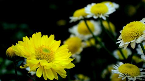 菊花习性及分类,Flos Chrysanthemi-植物花卉_园林吧