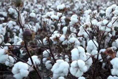 为什么是新疆的棉花？_凤凰网