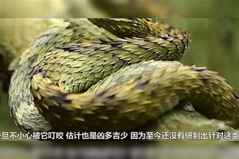 见识下最罕见的爬行动物！你见过最奇特的蛇长什么样？没有解药！_奇特_爬行动物_解药