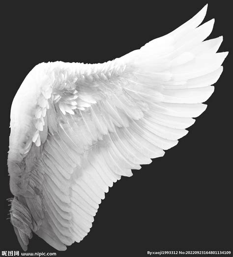 天使的翅膀png图片免费下载-素材fQNyPePUa-新图网