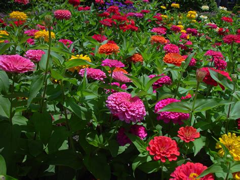 百日草花是您希望在花园中种植的最茂盛的花朵之一最容易生高清图片下载-正版图片507308053-摄图网