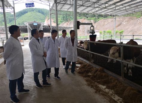 蔡甸区大型养牛场 富通肉牛养殖场 - 山东济宁畜牧局同盛牧业