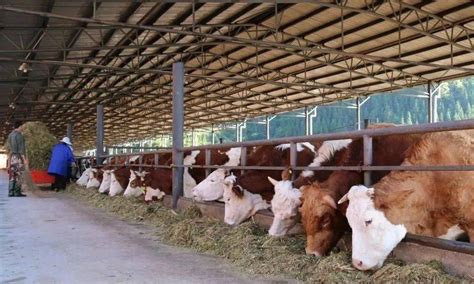 西门塔尔肉牛价格西门达尔牛犊价格市场报价_全国__牛-食品商务网