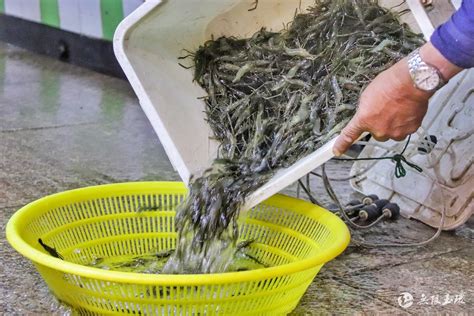 休渔期水产养殖产销两旺 本地海鲜小批量捕捞抢占“鲜”机-玉环新闻网